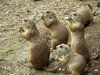Prairie dog's group
