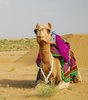 Camel in Tar desert
