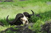 skull of a buffalo