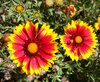 macro flower