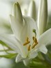 White lily flower