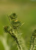 thistle macro