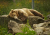 Brown bear resting