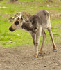 Reindeer calf