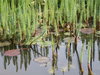 Water-world