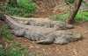Marsh Crocodile