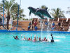 Dolphins