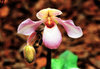 Orquidea 7