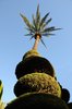 palmera