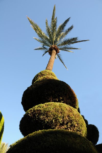 palmera: No description