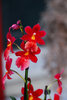 Orquídea 2