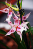 Orquídea 3