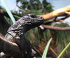 reptile