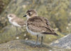Ruffled Feathers