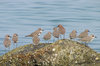 Flock of birds