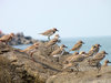 Flock of birds