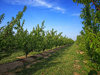 Orchard