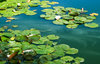 Water Lilies