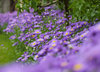 Purple flowers