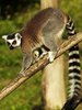 Lemur
