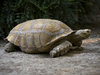 Giant turtle