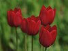 Red tulip
