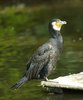 Kormoran
