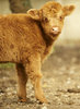 Calf of a cow