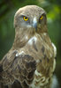 Portrait of a buzzard