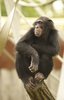 Chimpanzee