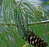 Cone