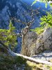 Dried tree
