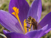 bee on crocus 1