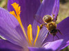 bee on crocus 7