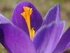 crocus 1