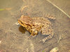 frog 1