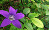 idilic vegetation 1