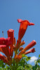 angel's trumpet 3