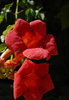 angel's trumpet 4
