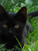 golden eye 1