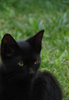 golden eye 22