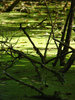 marshland 2