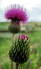 thistle flower 2