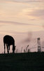 silhouette 3