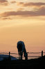 silhouette 1