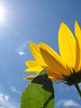 looking at the sun 4