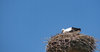 stork on nest
