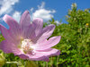 natural pink 25