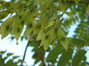 chinese dragon tree 3