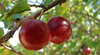 red pair
